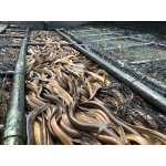 Lươn nuôi an toàn VietGAP còn sống đánh bắt 300-500 gr/con