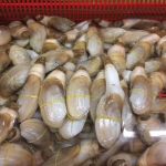 Tu hài sống giá tốt, từ thiên nhiên 8-10 con/kg