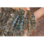 Tôm sú nguyên con tươi sống size 30-35 con/kg