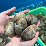 Ngao hai cồi sống đánh bắt từ thiên nhiên size 25-30 con/kg