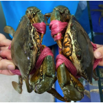 Cua gạch sống loại 1 size 200-290 gr/con