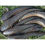 Cá lóc thiên nhiên sống loại 1 size 0,5-1 kg/con