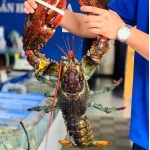 Tôm hùm nhập khẩu tươi sống chất lượng size 3-4kg/con