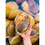 Ốc giác vàng sống thiên nhiên siêu to 3-3,5 kg/con