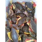 Cua gạch sống thiên nhiên loại VIP size 460-550 gr/con