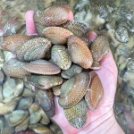 Ngao hoa (sò lụa) sống, size 80-100 con/kg