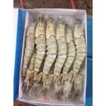 Tôm sú thiên nhiên nguyên con đông lạnh size 15-20 con/kg