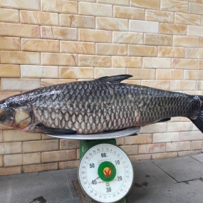 Cá trắm đen sống giá tốt 4-5 kg/con