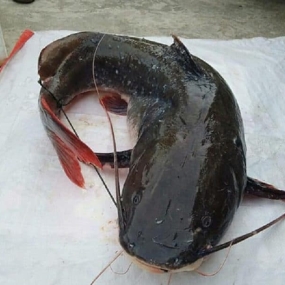Cá lăng đen sống giá tốt, bổ dưỡng 1,5-2 kg/con