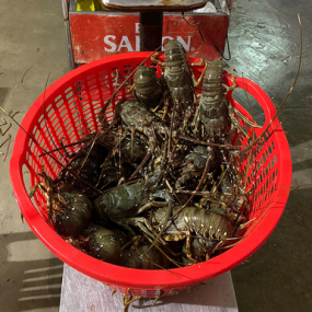 Tôm hùm xanh đông lạnh size 3 - 4 con/kg