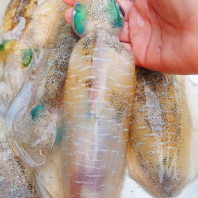 Mực ống câu đông lạnh loại 1 size 9-12 con/kg