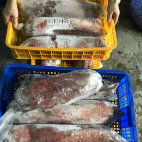Mực lá đại dương đông lạnh siêu to size 3-4 kg/con