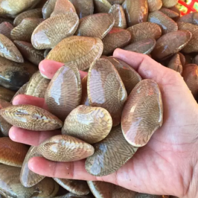 Ngao hoa (sò lụa) sống, loại 1 size 30-40 con/kg