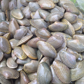 Ngao hoa (sò lụa) sống size 50-60 con/kg