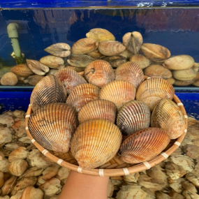 Sò dương sống size 5-6 con/kg