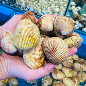 Sò dương sống loại lớn giá tốt size 6-7 con/kg