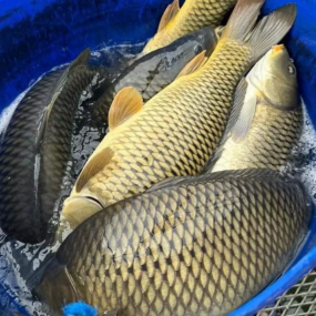 Cá chép sống mới đánh bắt an toàn thơm ngon size 1-2 kg/con