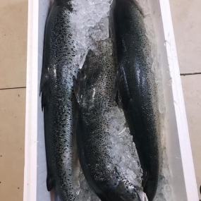 Cá hồi tươi nguyên con nhập khẩu 5-6 kg/con