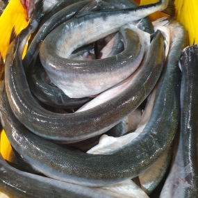 Cá xương xanh thiên nhiên tươi nguyên con 2 kg/con