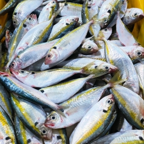 Cá chỉ vàng tươi mới đánh bắt giá tốt 6-8 con/kg