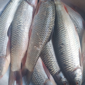 Cá trôi đã làm sạch thịt thơm ngon bổ dưỡng 1,5-2 kg/con