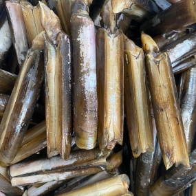 Ốc móng tay thiên nhiên sống thịt giòn, ngọt 15-20 con/kg
