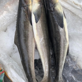 Cá bớp sống, nuôi an toàn còn bơi 4-5 kg/con