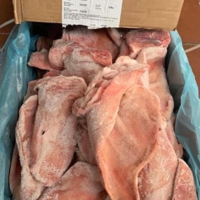 Tai heo Tonnies nhập khẩu Đức