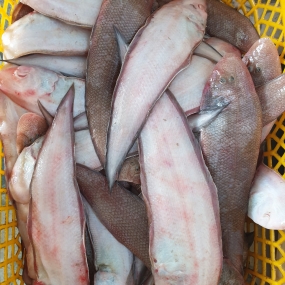 Cá lưỡi trâu tươi mới đánh bắt làm sạch 7-8 con/kg