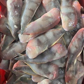 Cá mó tươi (cá lưỡi mèo) loại 1 size 8-10 con/kg