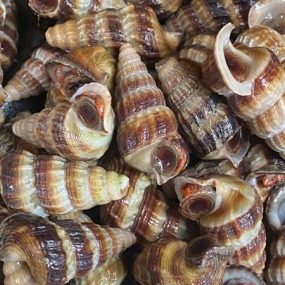 Ốc len sống, vừa đánh bắt Loại lớn