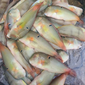 Cá mó tươi (cá lưỡi mèo) giá tốt hôm nay 6-8 con/kg