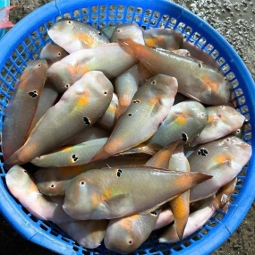 Cá mó tươi(cá lưỡi mèo) đã làm sạch, giá tốt 10-15 con/kg