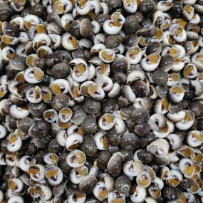 Ốc mỡ sống sống 30-40 con/kg