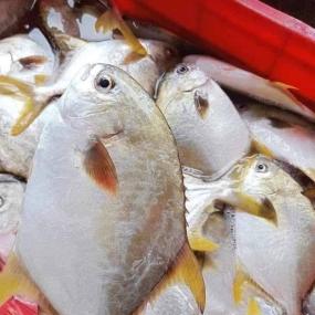Cá chim trắng biển tươi sạch thơm ngon 1,5-2 kg/con