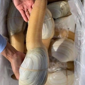 Ốc vòi voi sống siêu ngon 1-1,5 kg/con