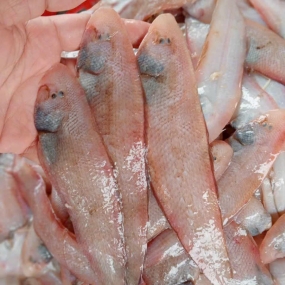 Cá lưỡi trâu vừa đánh bắt 4-5 con/kg
