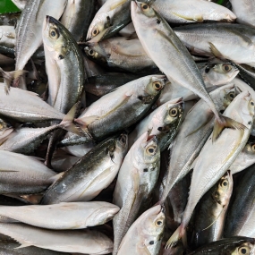 Cá bạc má tươi ngon bổ dưỡng 7-8 con/kg