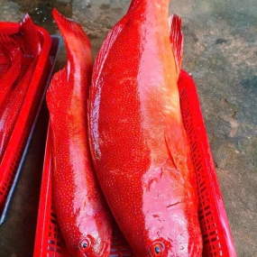 Cá mú đỏ còn tươi rói, đảm bảo thơm ngon 1 - 3 kg/con