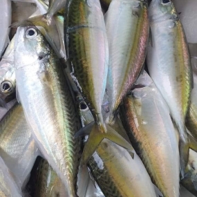 Cá bạc má tươi, giá tốt nguyên con 6-7 con/kg
