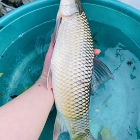 Cá trôi sống tự nhiên, vừa đánh bắt 2-2,5 kg/con