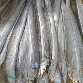 Cá hố tươi nguyên con đã làm sạch 500-700 gr/con