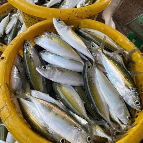 Cá bạc má tươi ngon bổ dưỡng 7-8 con/kg