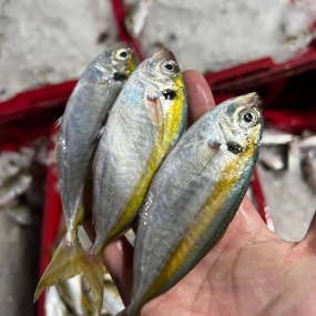 Cá chỉ vàng tươi sống, nguyên con chất lượng 8-10 con/kg