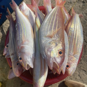 Cá đổng tươi rói mới đánh bắt đã làm sạch 4-6 con/kg