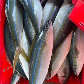 Cá cam tươi loại 1, đảm bảo tươi ngon .1kg/con