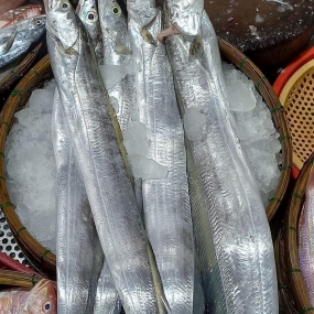 Cá hố thiên nhiên làm sạch mới đánh bắt 300-500 gr/con
