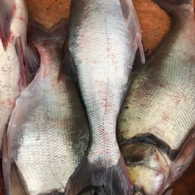 Cá mè sống đã làm sạch, nuôi an toàn 2-2,5 kg/con