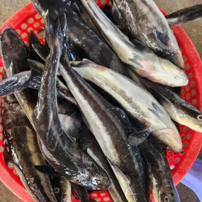 Cá bớp thiên nhiên tươi sống loại 1 size 3-4 kg/con