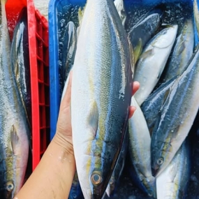 Cá cam tươi mới đánh bắt từ thiên nhiên 1,5-2 kg/con